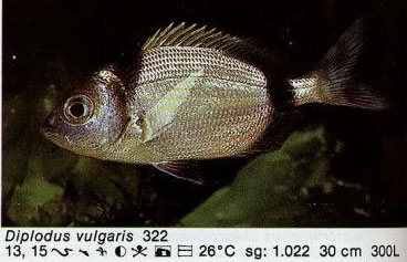 Diplodus vulgaris